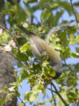 Tennessee Warbler 2350